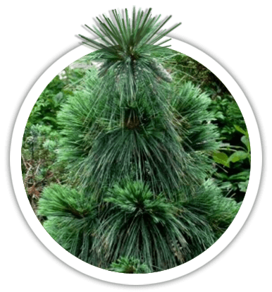 Сосна Шверина / Pinus schwerinii